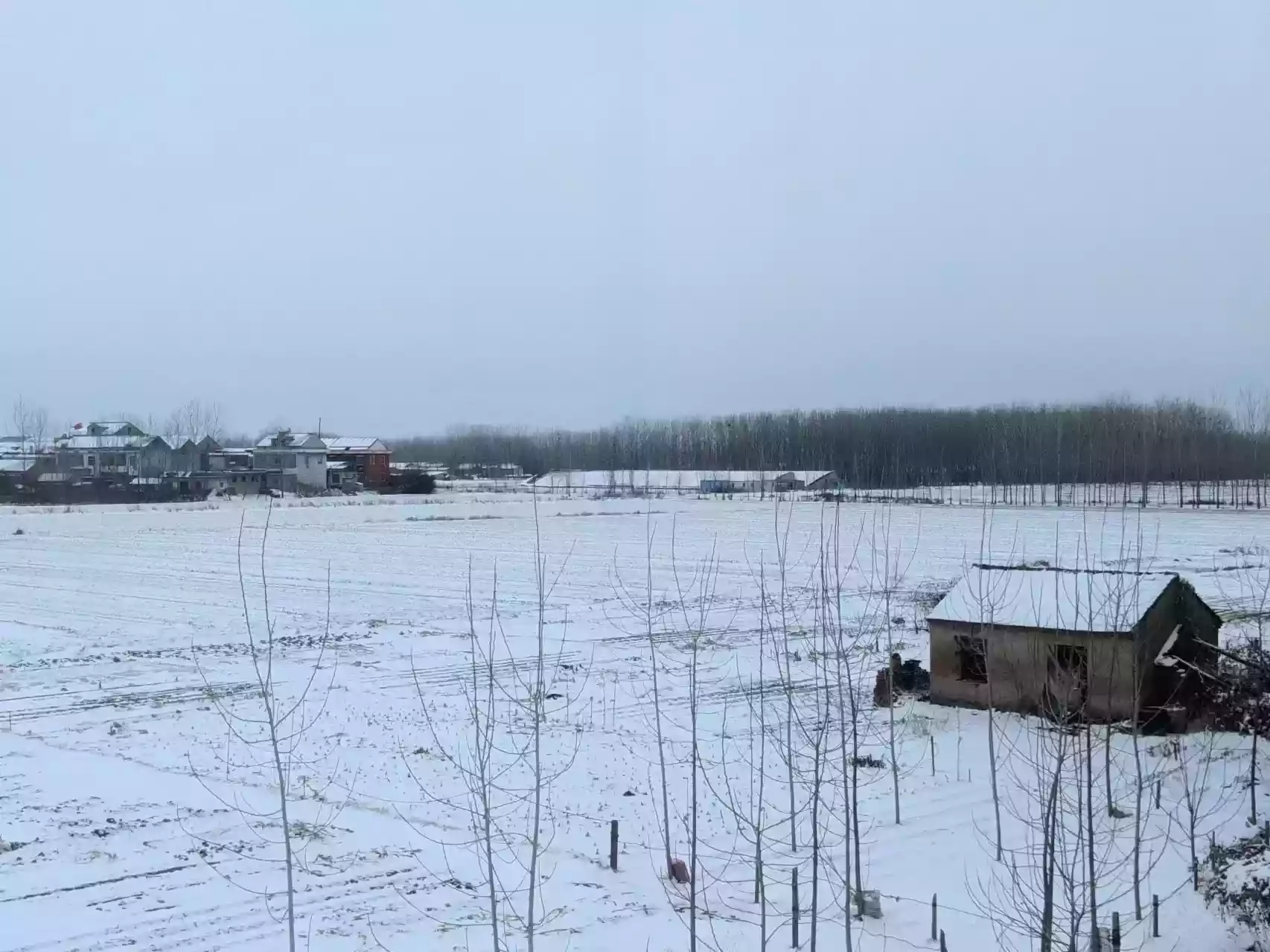 2024-01-29 老家下雪.webp
